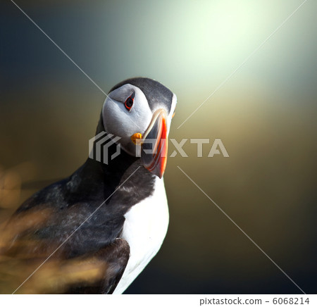 Puffin Puffin 6068214