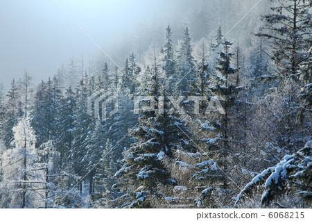 Frozen tree Frozen tree 6068215