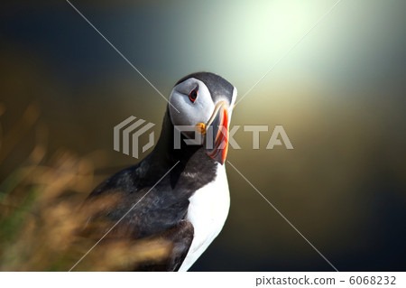 Puffin Puffin 6068232