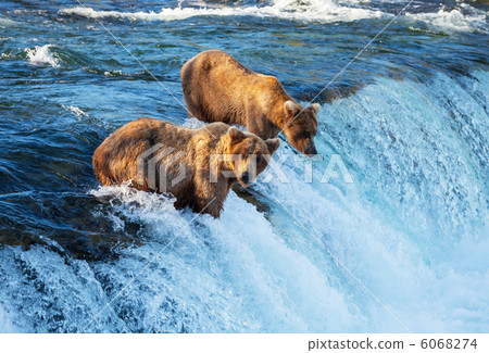 Bear on Alaska 6068274