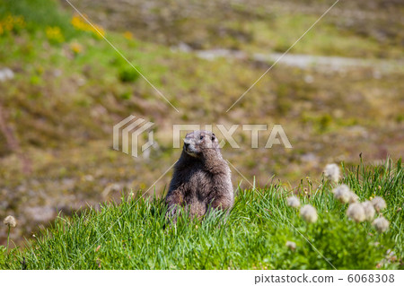Marmot 6068308