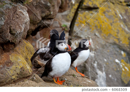 Puffin Puffin 6068309