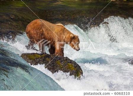 Bear on Alaska 6068310