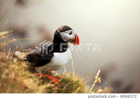 Puffin Puffin 6068372