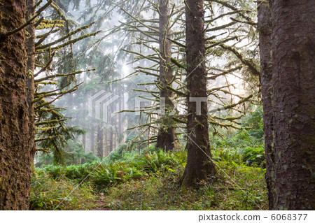 Fog in forest 6068377