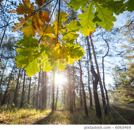 Autumn forest 6068469