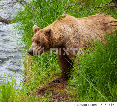 Bear on Alaska Bear on Alaska 6068516