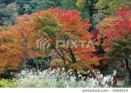 燒的秋葉,熱海李子庭院秋葉 燒的秋葉,熱海李子庭院秋葉 6068924