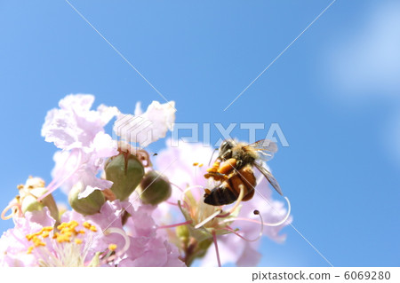 一隻蜜蜂 一隻蜜蜂 6069280