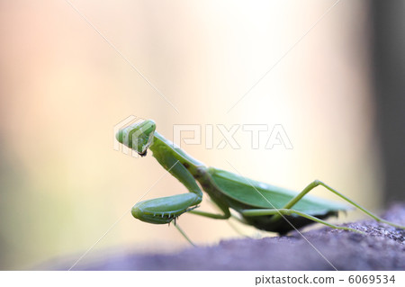 白尾螳螂 6069534