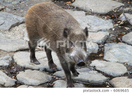 Wild boar 6069685
