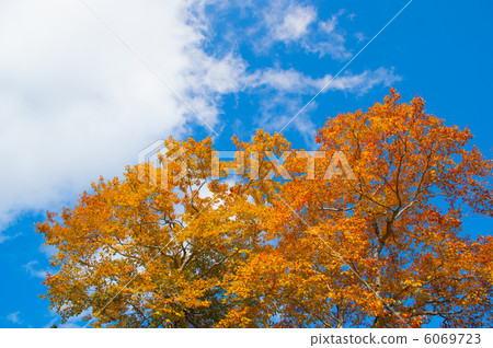 Autumn leaves 6069723