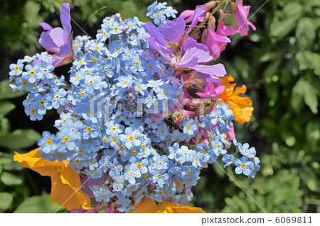 wild spring  flowers 6069811