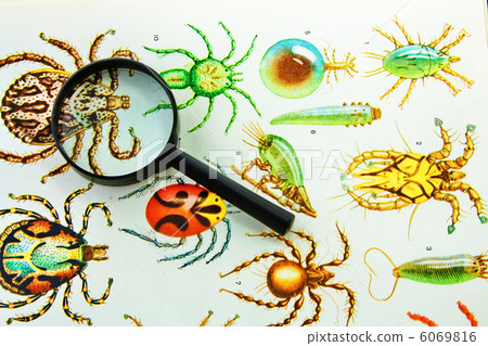 insect collection  6069816