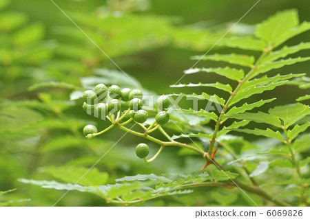 sansho的果實 6069826