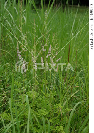 Chidakesashi 6069930