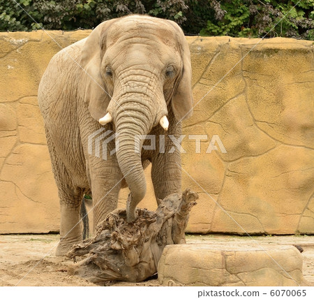 Elephant 6070065