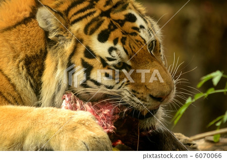 Tiger Tiger 6070066