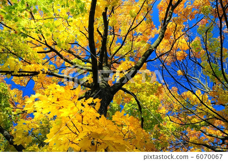 Tree crown 6070067