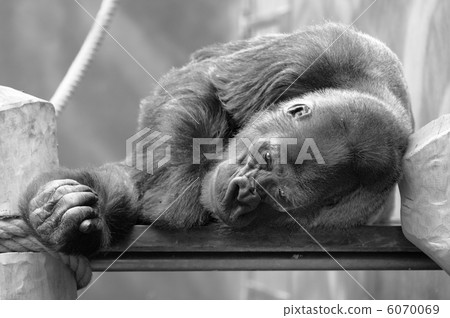 Resting Gorilla 6070069