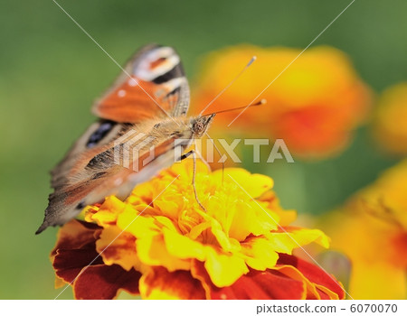 Butterfly (Peacock) 6070070