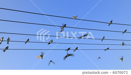Swallows on the wire Swallows on the wire 6070071