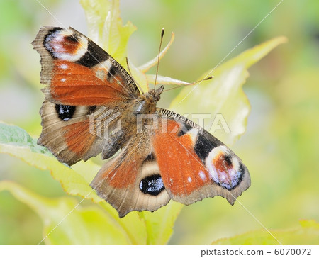 Butterfly Butterfly 6070072