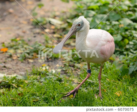 Roseate Spoonbill 2 Roseate Spoonbill 2 6070075