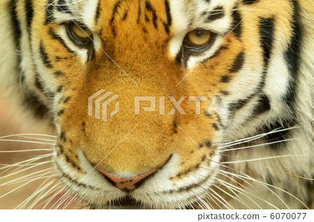 Siberian Tiger Siberian Tiger 6070077