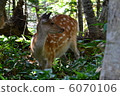 Beautiful deer 6070106