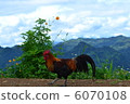 Beautiful chicken 6070108