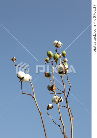棉花水果和天空 棉花水果和天空 6070137
