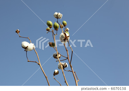 棉花水果和天空 6070138