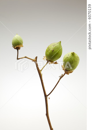 棉籽 棉籽 6070139