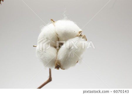 棉籽 棉籽 6070143