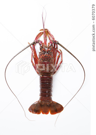 Shimmushi kebutsu 6070379