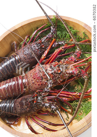 Shimmushi kebutsu Shimmushi kebutsu 6070382