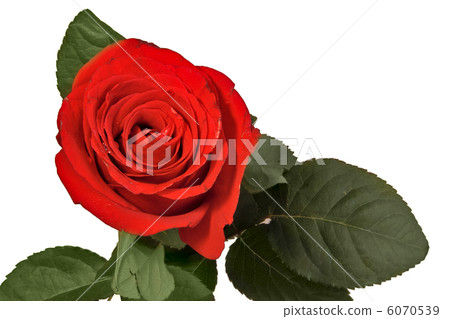 rose closeup rose closeup 6070539