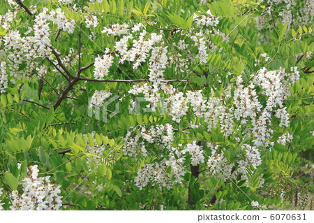 Flower of falseacacia 6070631