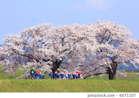 日井川堤櫻花樹散步幼兒園兒童 6071107
