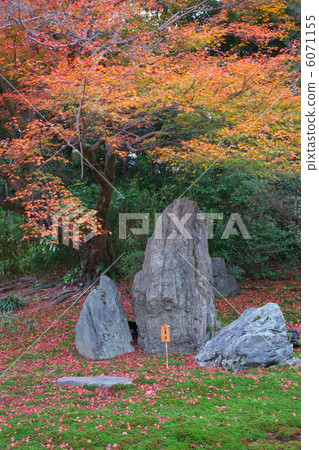 秋天獅子庭院庭院 秋天獅子庭院庭院 6071155