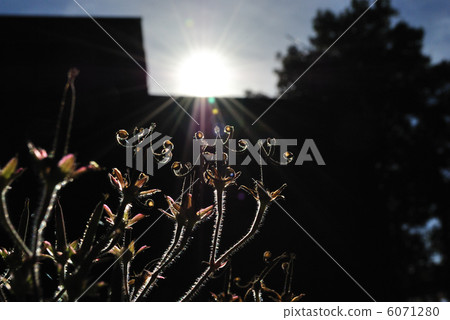 Geranium thunbergii 6071280