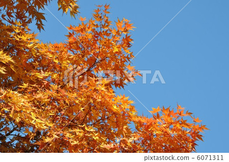 Blue sky and maple 6071311