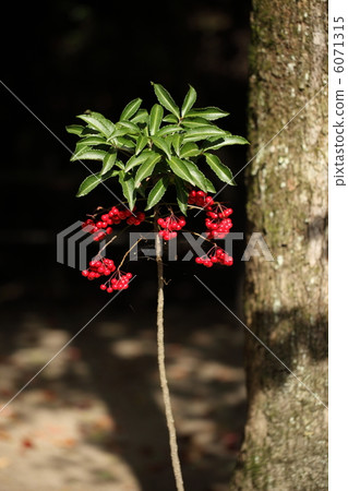Nandina fruit Nandina fruit 6071315