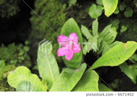 聖茯苓花 6071402