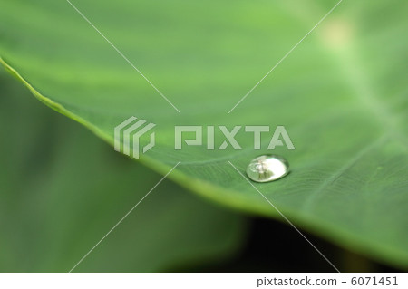 Water drops on leaf 6071451