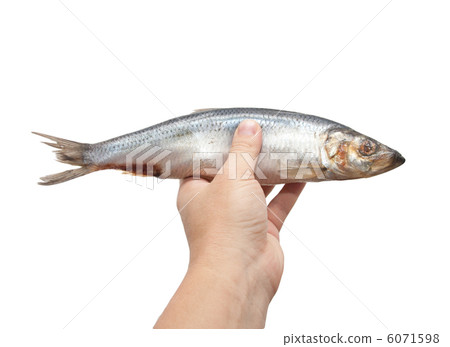 herring in his hand on a white background herring in his hand on a white background 6071598