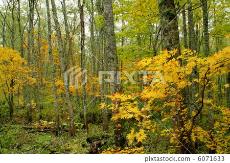 國道102號秋季 6071633