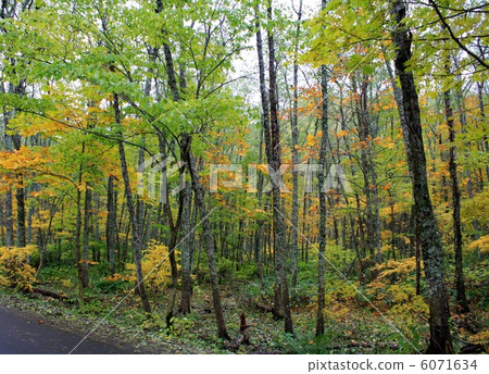 National Highway No. 102 Autumn 6071634