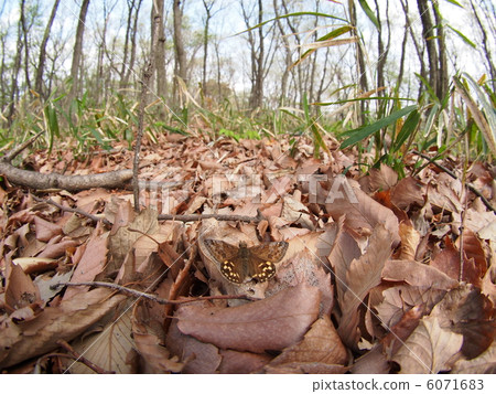 Miyamaseseri和棲息地 6071683